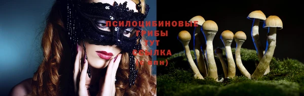 ПСИЛОЦИБИНОВЫЕ ГРИБЫ Новозыбков